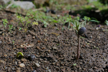 Sprouting beans