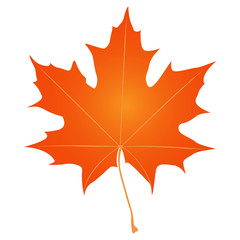 Isolated silhouette of a fall leaf, Vector illustration