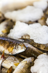 Fresh seafood