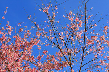 Branch of the Wild Himalayan Cherry flower in Northern of Thailand