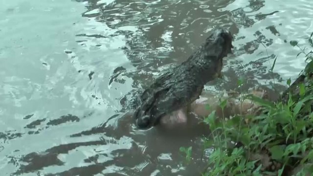 Krokodilfarm in Florida