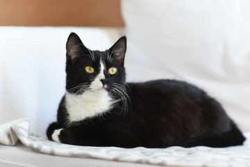 Young black cat lying at home, sweet and beautiful.