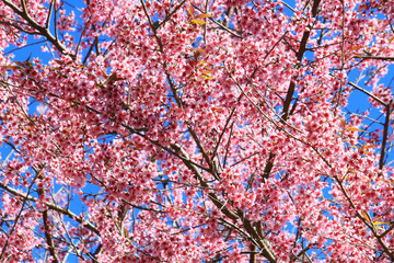 Branch of the Wild Himalayan Cherry flower in Northern of Thailand