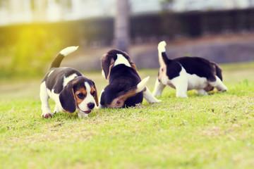 Cute little Beagles playing together in garden