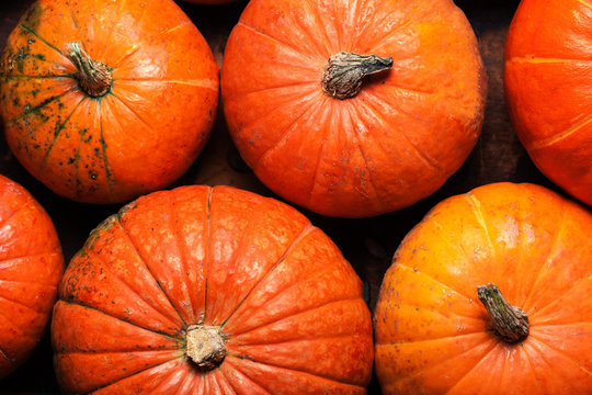 Autumn  Pumpkin Stalks Background - orange pumpkins for Thanksgiving, top view.