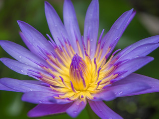 Closeup purple lotus
