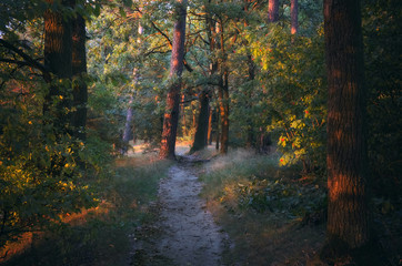 Leśna ścieżka © Tomek Kiecana
