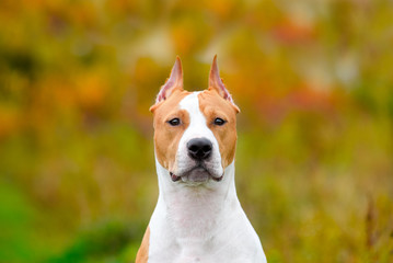 american staffordshire terrier