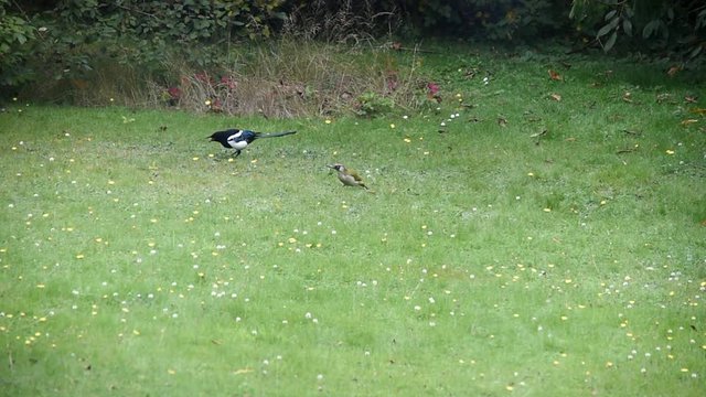 Gruenspecht und Elster im Garten