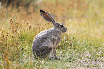 A grey hare in the California bush © lizziemaher