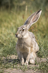 A grey hare in the California bush