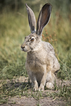 A grey hare in the California bush
