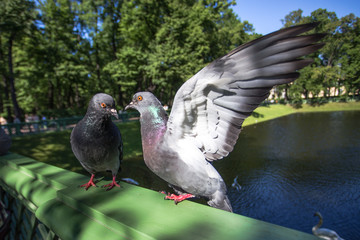 Two gray dove on green railing. They look at each other, one with open wings.