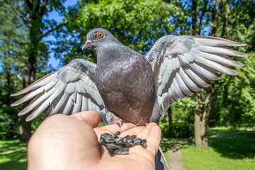 A gray dove sits on an arm and looks into the camera. Open wings.