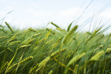 Green field of wheat.