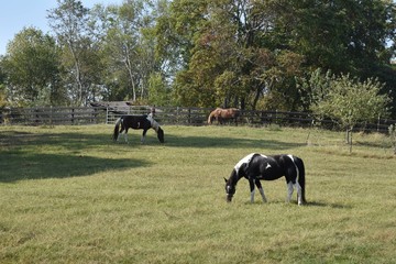 Three horses in pasture