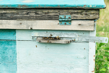 Beehive - the house of bees in the bosom of nature. Work beekeeper. Healing product of beekeeping. May, flower honey.