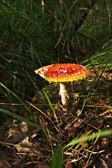Amanita muscaria in grass in forest