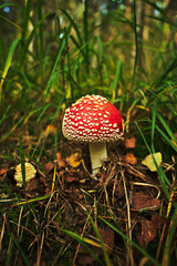 Amanita muscaria in grass in forest