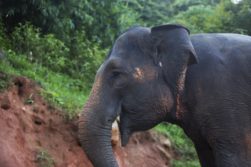 Thailand elephant and young monkey series 