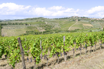 Fototapeta na wymiar Chianti vineyards