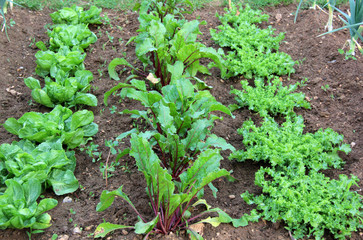 au jardin