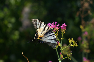 Farfalla zebrata che vola sui fiori color magenta
