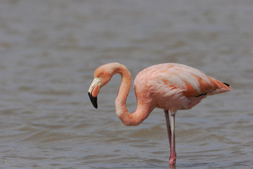 Greater Flamingo (Phoenicopterus ruber ruber) wading in water, Punta Cormorant, Floreana, Galapagos Islands