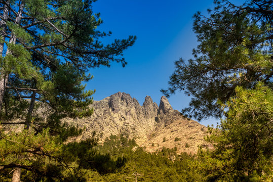 Fago Tal