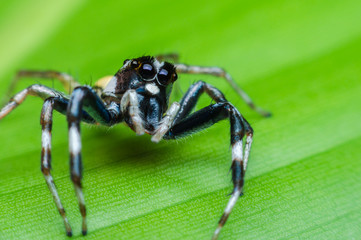 jumping spider which black white spotted on green leaves. macro animal life.