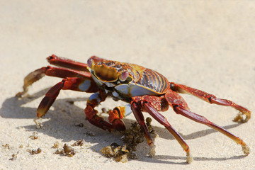 Sally Lightfoot Crab (grapsus grapsus) on the beach, Punta Cormorant, Floreana, Galapagos Islands