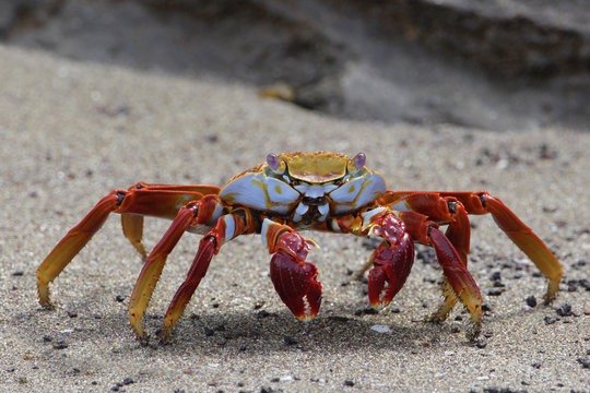 Sally Lightfoot Crab (grapsus grapsus) on the beach, Punta Cormorant, Floreana, Galapagos Islands