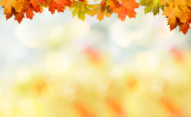 Naklejka na ściany i meble Falling autumn maple leaves natural background .Colorful foliage