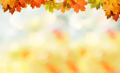 Foto op Canvas Falling autumn maple leaves natural background .Colorful foliage © Lilya