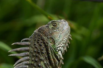 Obraz premium lizard