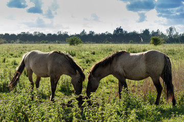wild horses