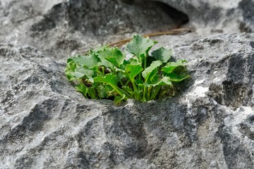 Green within a rock