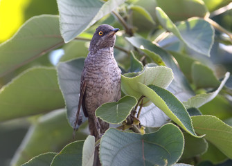 The barred warbler (Sylvia nisoria) male
