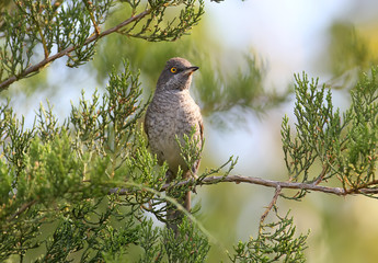 The barred warbler (Sylvia nisoria) male