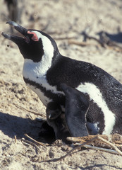 Boulder Bay, Cape Peninsula: breading place of the Cape Pinguins. Bruttstätte der Kap-Pinguine.