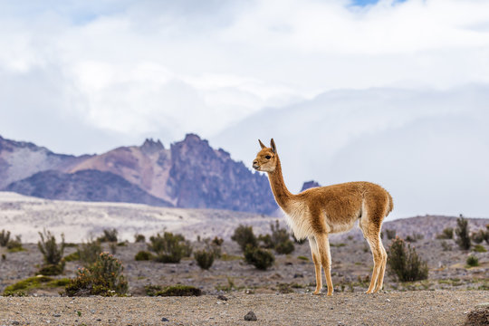 Vicuna grazing in the Andean paramos