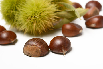 chestnut pile with hedgehog - white background - closeup