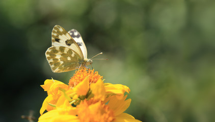 White butterfly on yellow flower