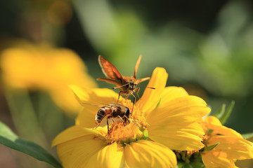 White butterfly on yellow flower