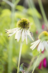 Macro of Coneflower with Bokeh Background