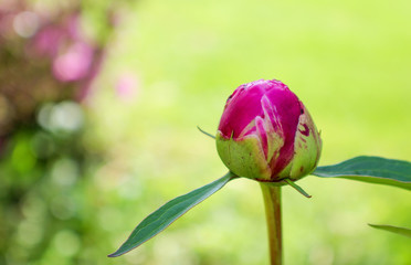 Peony Bud in Spring