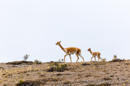 Vicuna with its calf
