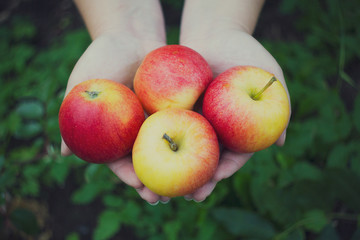 women's hands stretch of red-yellow apples.
