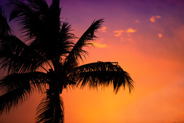 Obraz na płótnie Canvas silhouette of a palm tree at sunset