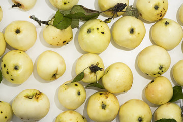 The first apples of Autumn.